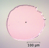 Figure 3: Absorption induced stress